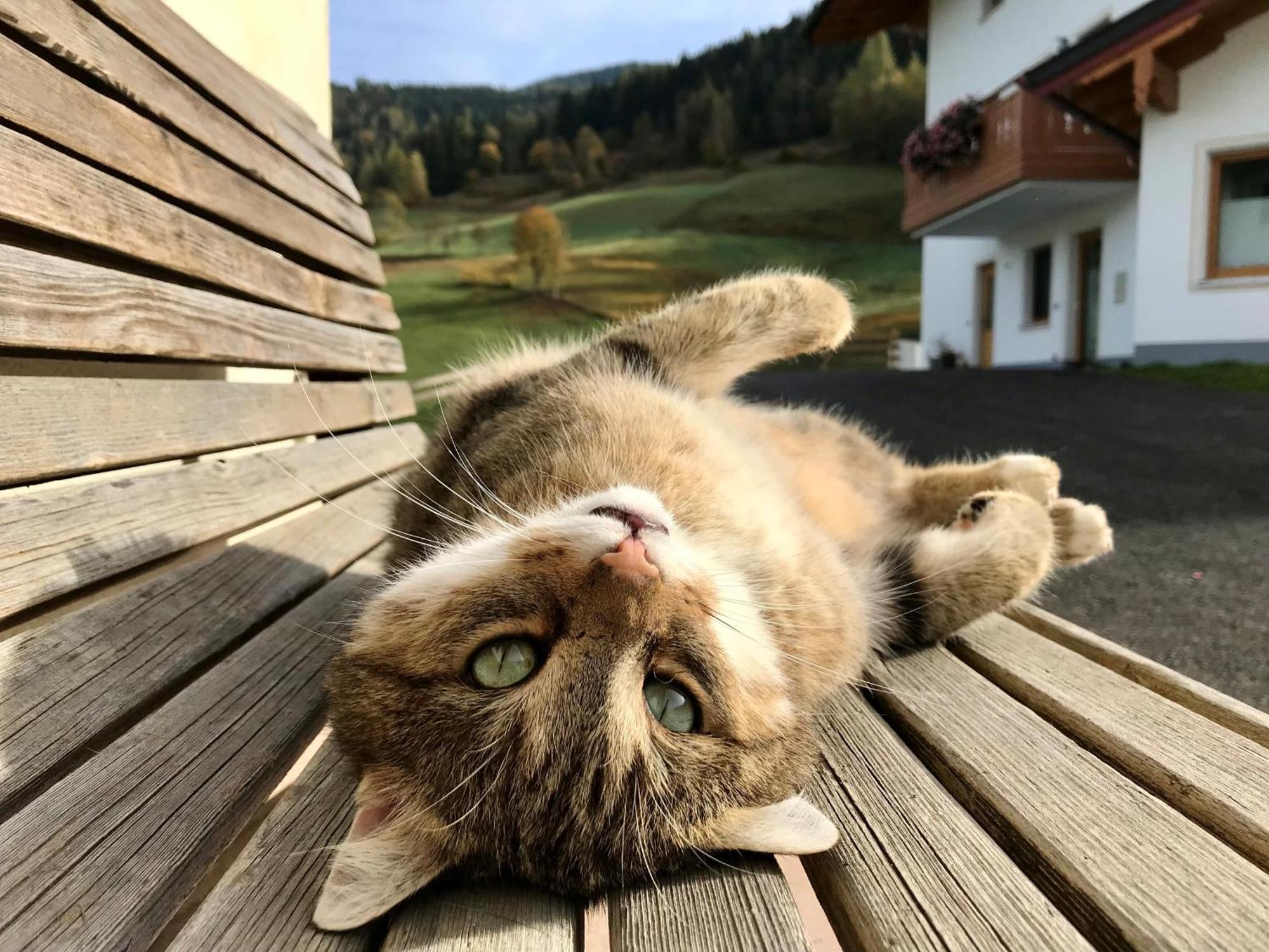 Bio Schartenhof Sankt Johann im Pongau Luaran gambar